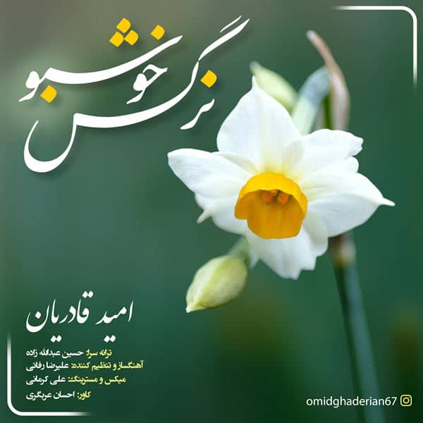 امید قادریان نرگس خوشبو